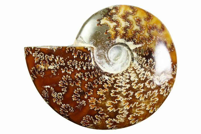 Polished Ammonite (Cleoniceras) Fossil - Madagascar #339237